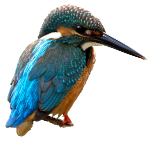 a pretty  kingfisher 